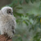 フクロウのヒナG