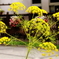 黄色の花火