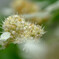 ノリウツギ開花