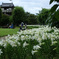 池田城跡公園の百合
