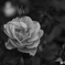 白薔薇