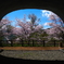 オタモイ唐門の桜