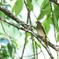 初見・初撮り！ジョビ幼鳥　②