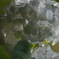 紫陽花