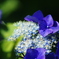 紫陽花　Ⅱ