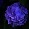 紫陽花