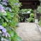 門へ続く紫陽花道