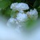 白薔薇に溺れる