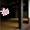 花一輪