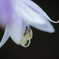 flower photo