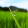 『Rain drop』 Rice field