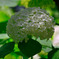 Hydrangea