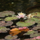 水面に浮かぶ花