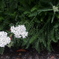 Achillea millefolium