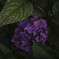 紫陽花