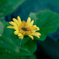 DSC02075. キクイモモドキ