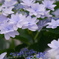 隅田の花火