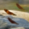 25060869
