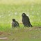 カラスの子