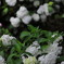 白の紫陽花 - ③