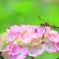 青水無月のコラボ