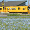 ネモフィラ畑を行く黄色い列車