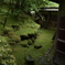 新緑の瑠璃光院３