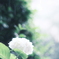 雨と紫陽花**