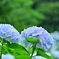 雨と紫陽花