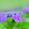 がく紫陽花
