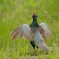 身近にいる野鳥CDXV！