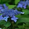 我が家の紫陽花