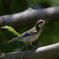 シジュウカラ幼鳥