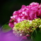 紫陽花