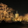 桜開花前の東寺