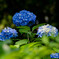 紫陽花寺　＃８