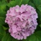 紫陽花