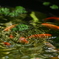 にぎわう水面