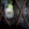 Glass