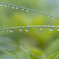 雨 粒