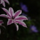 夏至の夜の花