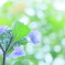 Purple Hydrangea