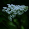 Hydrangea quercifolia 柏葉紫陽花