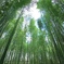 嵐山竹林