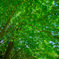 Green leaves