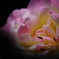 薔薇