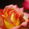 薔薇　Ⅱ