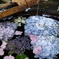 手水鉢…紫陽花