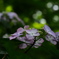 木漏れ日の森にて　１