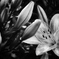 The boundless vitality of the lily